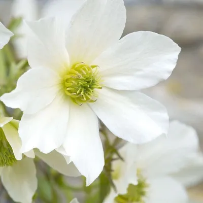 Immagine prodotto di Clematis Early Sensation - Sempreverde, perenne e resistente - Pianta rampicante - Bianca | Vaso da 1,5 litri