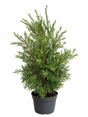 Produktbild von Callistemon Captain Cook 80-100 cm | Zylinderputzer | Pfeifenputzerstrauch | Australischer Flaschenbürstenstrauch | Rote Blüten