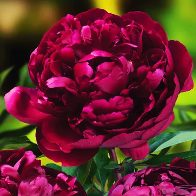 Zdjęcie produktu dla Paeonia Piwonia sadzonka Peter Brand 1 szt Piwonie sadzonki Pachnąca