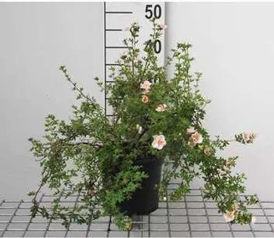 Zdjęcie produktu dla Potentilla frut. 'Princess' ('p. queen/blink') - Fingerstrauch 25- 30 cm - Pojemnik
