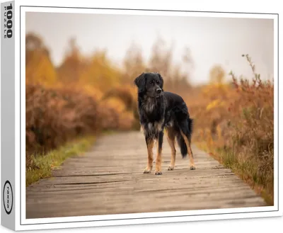 Produktbild von raxxa Premium-Puzzle "Merlin", 1000 Teile