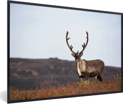 Produktbild von MuchoWow® Gerahmtes Poster Einsame Rentiere auf einem Feld 90x60 cm - Poster mit Schwarzem Bilderrahmen Wandposter Rahmen Foto Bilder - Fotorahmen - Foto-Plakat