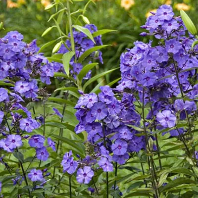 Obrázek produktu pro 6 x vysoký plaménka - Phlox paniculata 'Blue Paradise' | Květináč 9 cm x 9 cm
