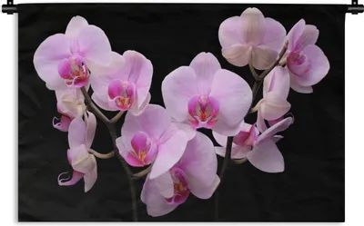 Produktbild von MuchoWow® Wandteppich Wandbehang Orchidee - Blumen - Rosa - Flora 120x80 cm Tapisserie Dekoration Wandtuch - Wanddekorationen - Wandtücher