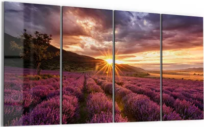Produktbild von DEQORI Glasbild Echtglas 4x30x60 cm 'Lavendelreihen am Abend' Wandbilder XXL groß