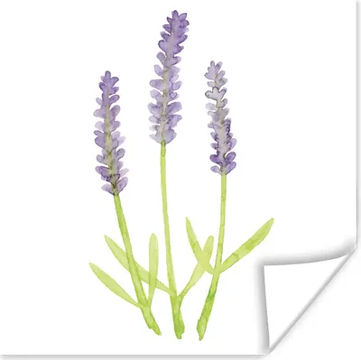 Produktbild von MuchoWow® Poster Lavendel - Aquarell - Pflanzen 50x50 cm - Wohnzimmerdekoration