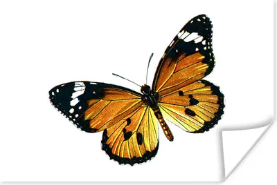 Produktbild von MuchoWow® Poster Schmetterling - Gold - Tier 120x80 cm - Bilder