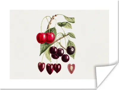 Produktbild von MuchoWow® Poster Kirschen - Obst - Lebensmittel 120x90 cm - Wandbild