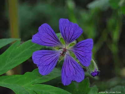 Produktbild von 3 x Storchschnabel renardii Phillippe Vapelle - blau - Tb 9