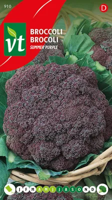 Productafbeelding van Broccoli 'Zomerpaars', zaad - Ca. 1 gram | VT_910