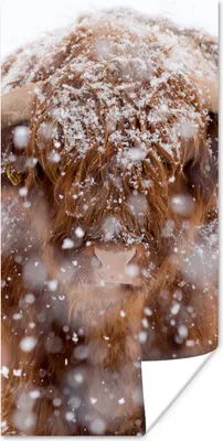 Produktbild von MuchoWow® Poster Schottischer Highlander - Hörner - Schnee 60x120 cm - Wandschmuck