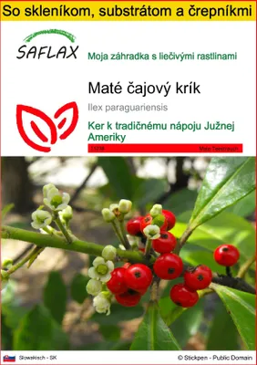 Obrázok produktu pre SAFLAX Kultivačný set - Maté čajový krík - Ilex paraguariensis - 10 Semená - S mini skleníkom, pestovateľským substrátom a 2 črepníkmi