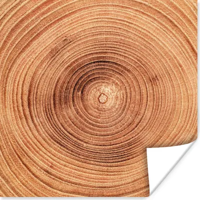 Produktbild von MuchoWow® Poster Eine Nahaufnahme der Jahresringe eines Baumstamms 50x50 cm - Wohnzimmerdekoration