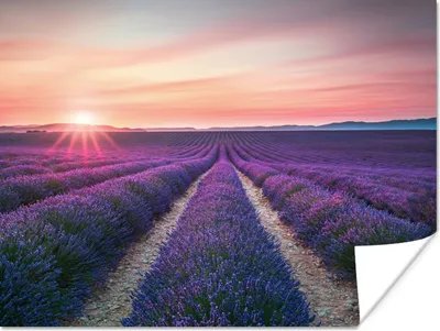 Produktbild von MuchoWow® Poster Lavendel - Lila - Blumen 120x90 cm - Wandbild