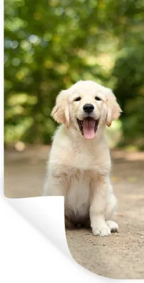 Produktbild von MuchoWow® Wandtattoo Wandsticker Wandaufkleber Labrador Retriever Welpe sitzt auf einem Waldweg 80x160 cm Selbstklebend und Repositionierbar - Sticker - Dekorfolie