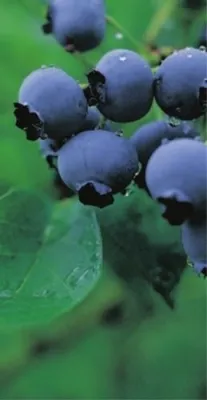 Produktbild von Vaccinium corymbosum Bluecrop - Heidelbeere Bluecrop 20-40cm
