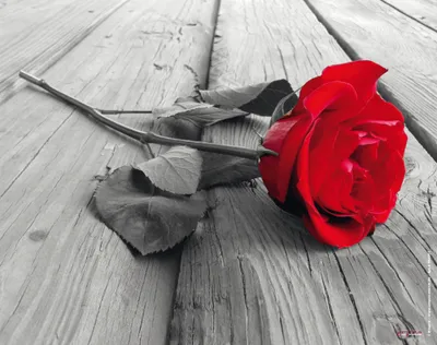 Produktbild von Rote Rose Colourlight - Mousepad - Mousepad