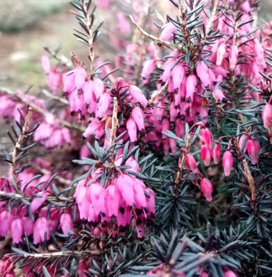 Image de Erica carnea Vivellii Winterheide immergrün 10 - 15 cm