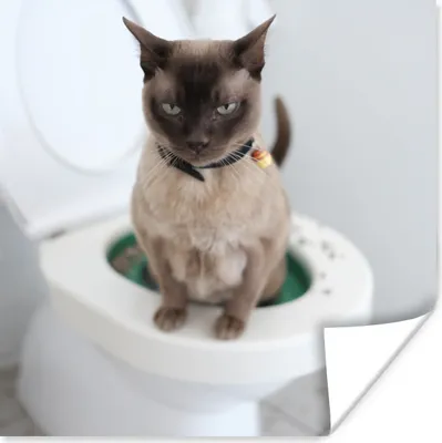 Produktbild von MuchoWow® Poster Eine birmanische Katze sitzt auf der Toilette 50x50 cm - Wohnzimmerdekoration