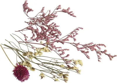 Image de Bouquet de mini fleurs séchées roses