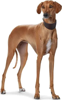 Produktbild von Gepolstertes Windhund-Halsband aus Leder - Schwarz (32 XS)