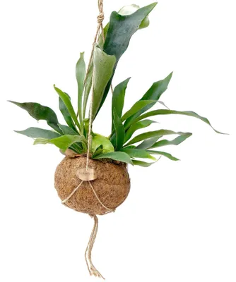 Obrázok produktu pre Kokodama Platycerium bifurcatum (L)