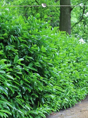 Produktbild von Kirschlorbeer Prunus Novita 60-80 cm im Topf, 20x Heckenpflanze