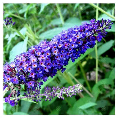Produktbild von Buddleia Davidii Empire Blue Schmetterlingsflieder Gartenstrauch 17cm Topf