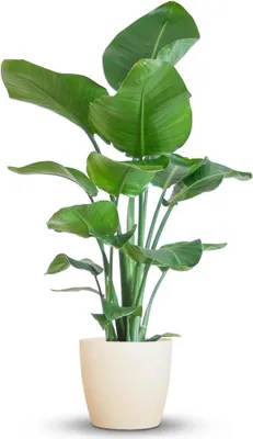 Image de Green boutiQ - Plante d'intérieur - Stelitzia Nicolai - Vert - Peu d'entretien - 1 plante - avec pot blanc - Pot 21 cm - Hauteur 80 à 90 cm