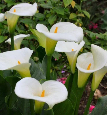 Produktbild von Zantedeschia (Calla), Cont. 1 l