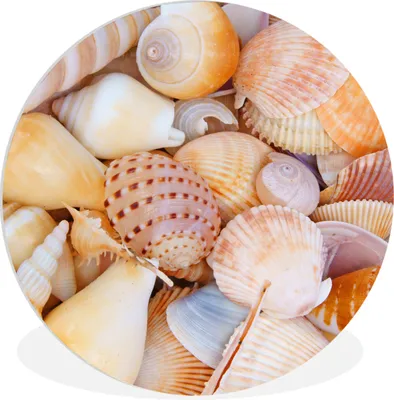 Produktbild von MuchoWow® Rundes Wandbild - Runde Bilder Muscheln - Strand - Sommer - Orange Ø 90 cm Kreis Wanddekoration Kunststoff - Wandkreis - Wandschmuck - Wand-Kreis - Wohnzimmer - Bild - Runde - Wanddeko - Dibond - Kunstdrucke