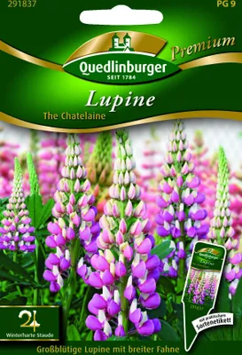 Produktbild von Quedlinburger Saatgut - Lupine The Chatelaine - Samen - 291837