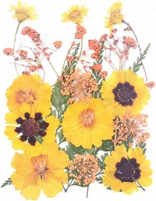 Produktbild von Famanu Trockenblumen und Blätter für Bastelprojekte - 30 Stück