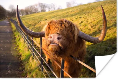 Produktbild von MuchoWow® Poster Scottish Hochlandrind - Zaun - Gras 180x120 cm - Fotoplakat