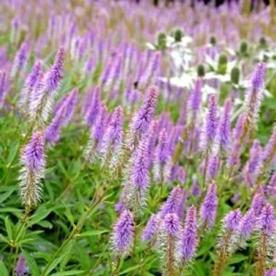 Obrázok produktu pre Veronicastrum virginicum 'Fascination' - Virgínia rýchlorastúca - holý koreň - 5 kusov