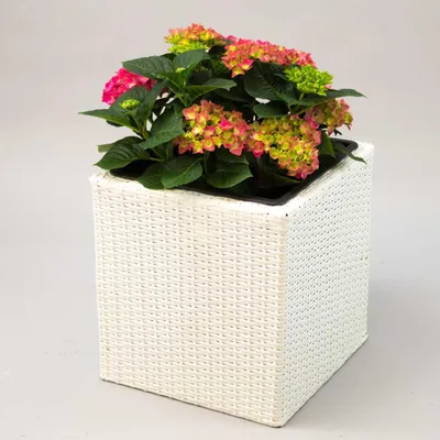 Produktbild von Elegant Einrichten | Pflanzkübel | Polyrattan | quadratisch | 30x30x30cm | weiß