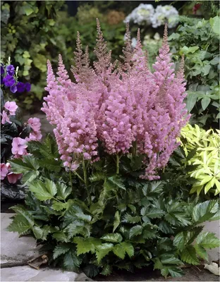 Produktbild von Stauden Gänge 1 x Astilbe chinensis pumila - Zwerg Prachtspiere - in Lila - Das Highlight für Ihre Gartenidylle - Sehr Bienenfreundlich - Pflegeleicht