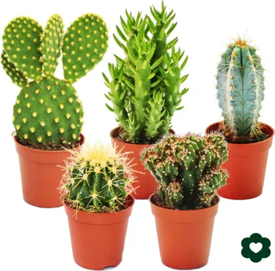 Produktbild von 5 rôznych kaktusov v sade - 5,5cm kvetinác
