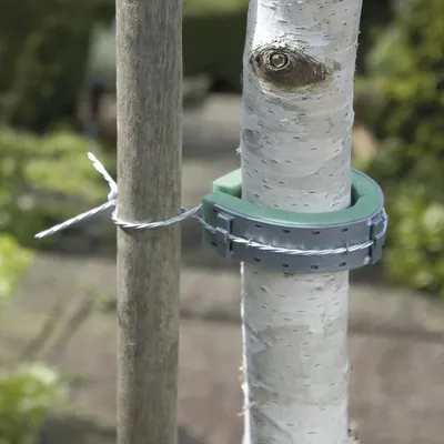 Image de Collier pour arbres NORTENE, 0.6 m
