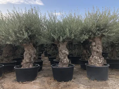 Produktbild von Sunny Tree - Olivenbaum Olea Europea - winterharter immergrüner Olivenbaum Bonsai 250 cm inkl. Topf - 140 Jahre alt - winterhart bis -18