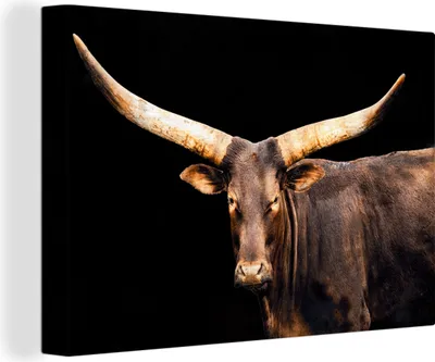 Produktbild von OneMillionCanvasses® - Leinwandbilder - 150x100 cm, Kuh - Watussi - Hörner, Wandbilder Kunstdruck Wanddekoration