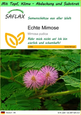 Produktbild von SAFLAX Garden to go - Echte Mimose - Mimosa pudica - 70 Samen - Mit Topf, Klima - Deckel und Anzuchtsubstrat