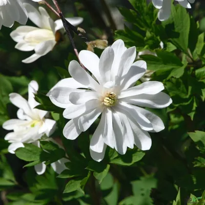 A close-up of a white magnolia flower with green leaves in the background.