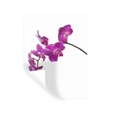 Produktbild von MuchoWow® Wandtattoo Wandsticker Wandaufkleber Orchidee vor weißem Hintergrund 120x160 cm Selbstklebend und Repositionierbar - Wierderverwendbar - Selbstklebend