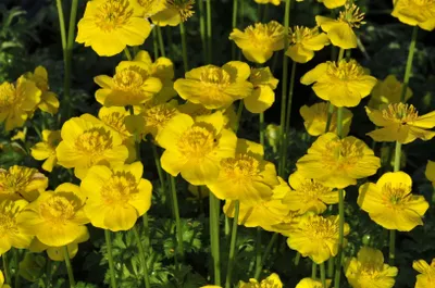 Produktbild von Trollius pumilus, Zwerg-Trollblume, gelb, ca. 9x9 cm Topf