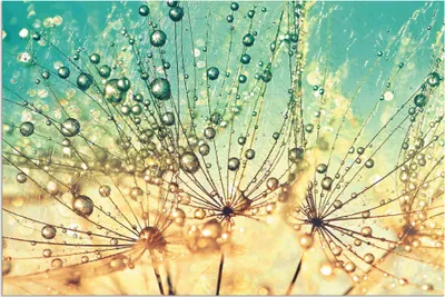 Produktbild von ARTland Wandbild Alu für Innen & Outdoor Pusteblume Tropfenmagie Größe: 60x40 cm