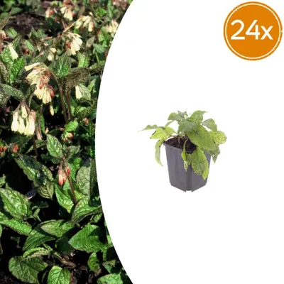Produktbild von Symphytum grandiflorum | 24 Stück - 10-25cm - Ø9cm - Gartenpflanze