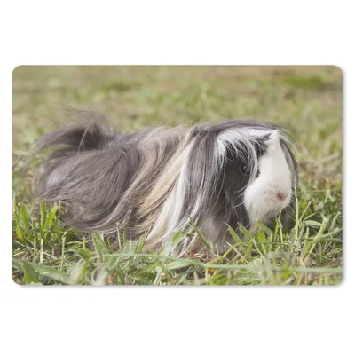 Produktbild von MuchoWow® Schreibtischunterlage Langhaar-Meerschweinchen 60x40 cm - XXL Mauspad - Großes Mauspad