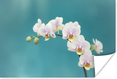 Produktbild von MuchoWow® Poster Orchidee - Blumen - Pflanze - Weiß - Lila 180x120 cm - Fotoplakat