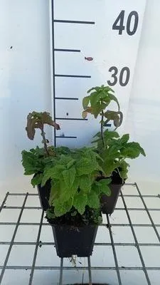 Obrázok produktu pre 6 x Teucrium hyrcanicum - Gamander - kvetináč 9 x 9 cm